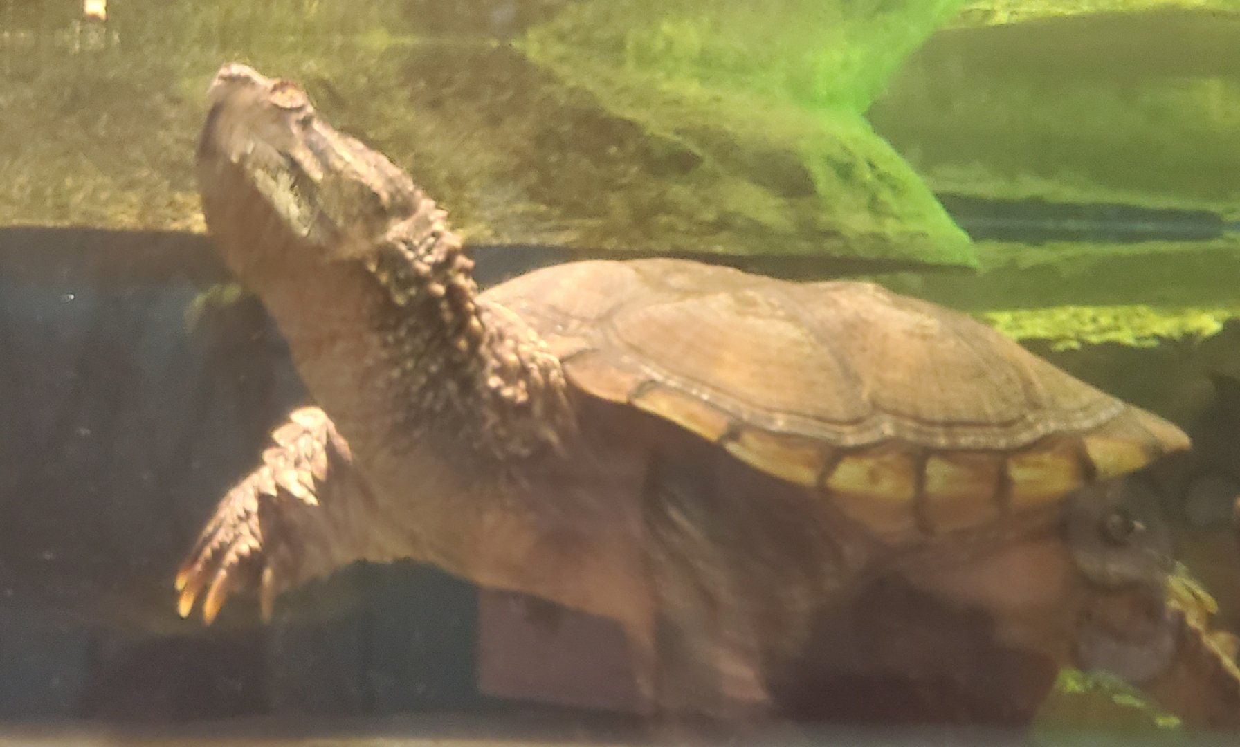 Save The Bay Aquarium (2022) - Bowser the Snapping Turtle