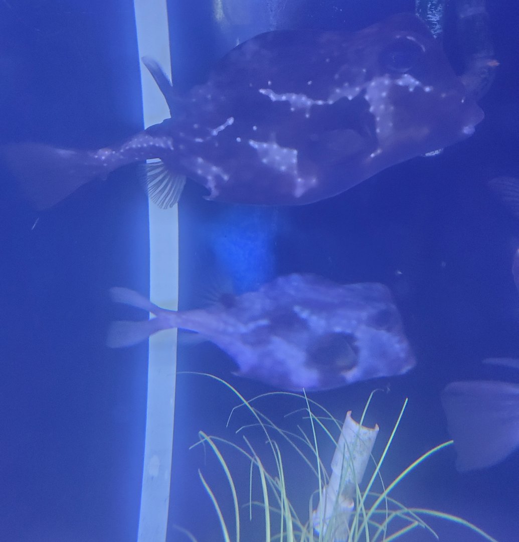 Save The Bay Aquarium (2022) - Buffalo Trunkfish