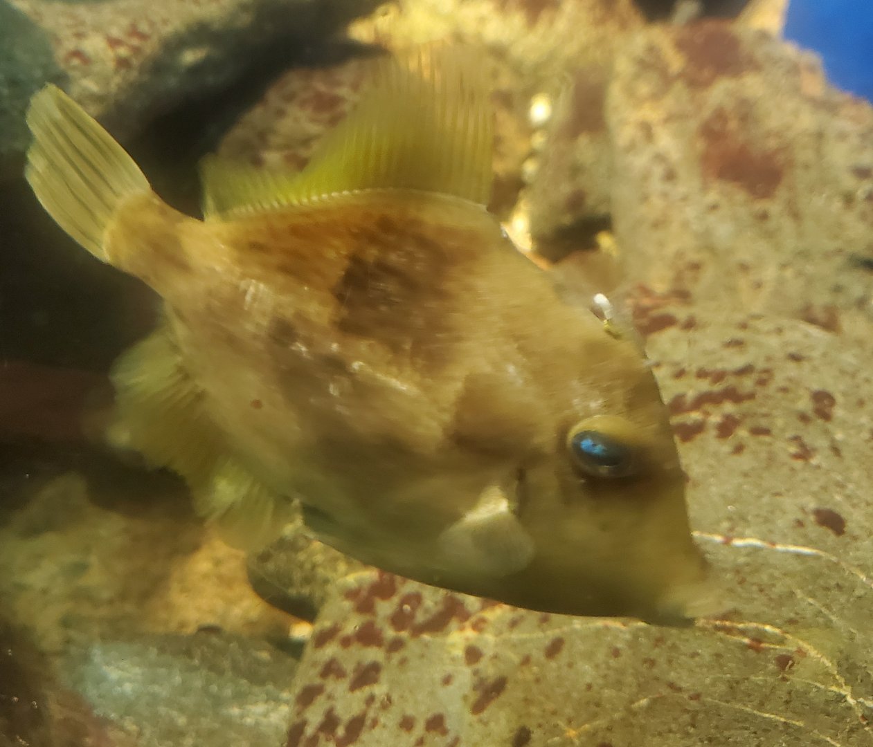 Save The Bay Aquarium (2022) - Filefish