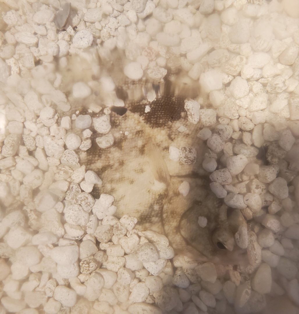 Save The Bay Aquarium (2022) - Flounder hiding