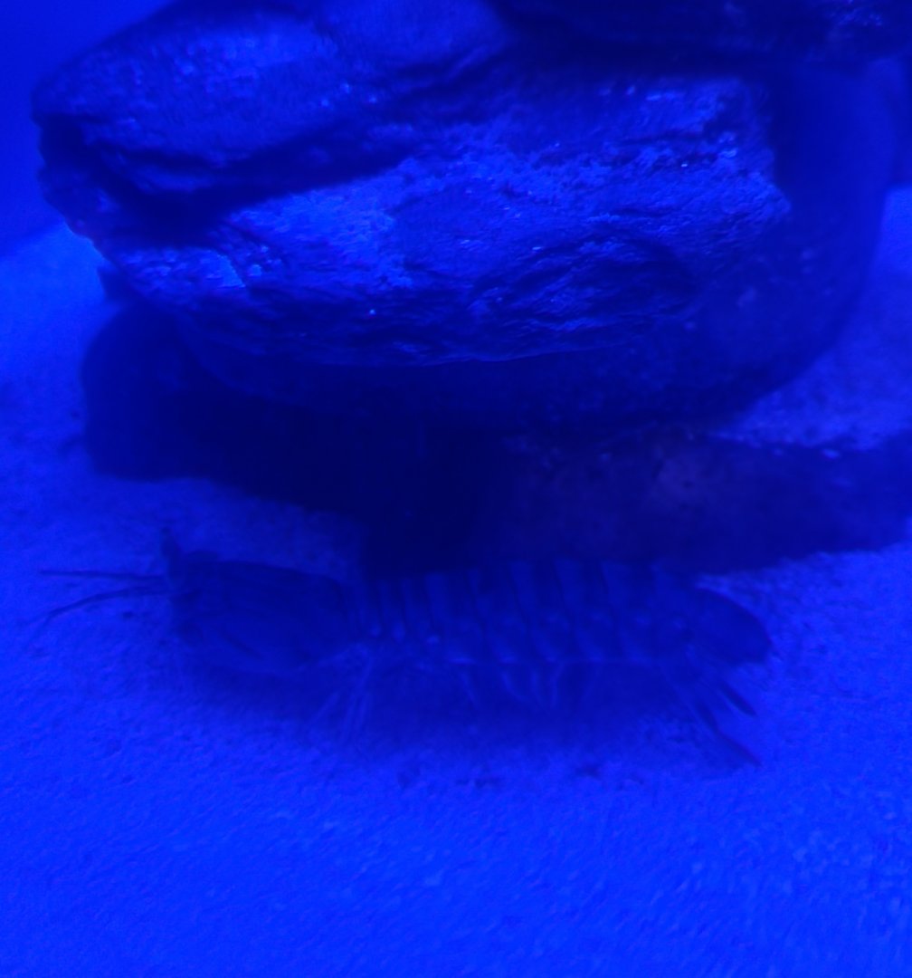 Save The Bay Aquarium (2022) - Mantis Shrimp