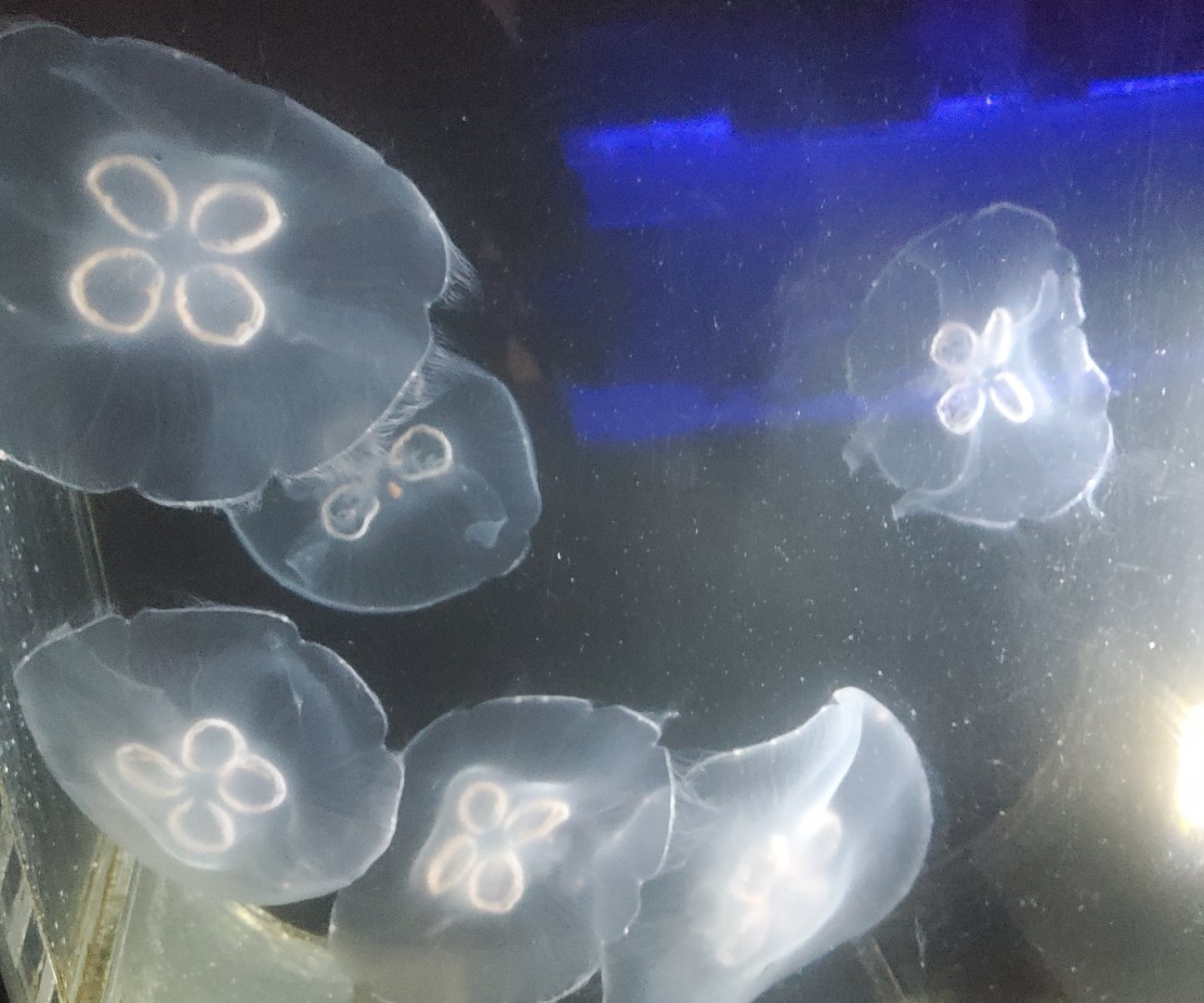 Save The Bay Aquarium (2022) - Moon Jellyfish