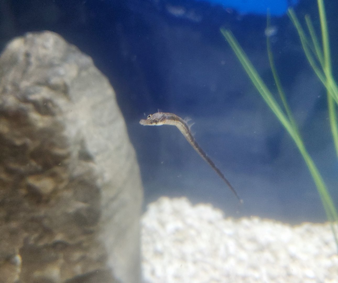 Save The Bay Aquarium (2022) - Pipefish