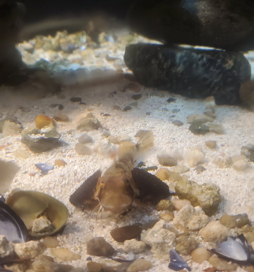 Save The Bay Aquarium (2022) - Sea Robin baby