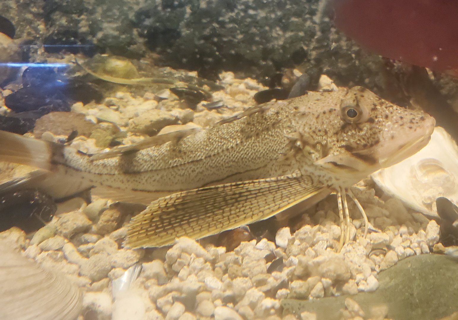 Save The Bay Aquarium (2022) - Sea Robin