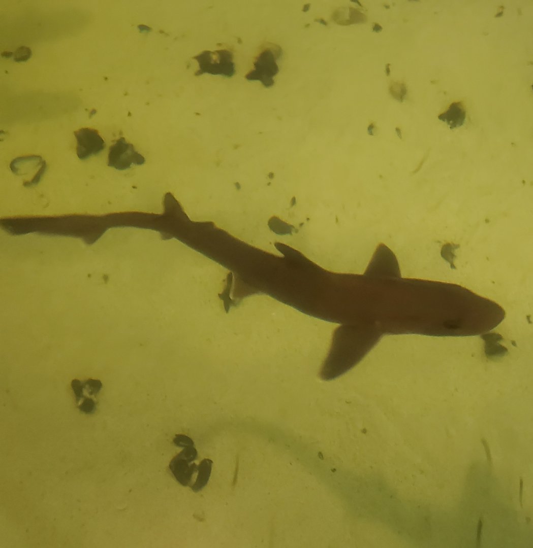 Save The Bay Aquarium (2022) - Smooth Dogfish