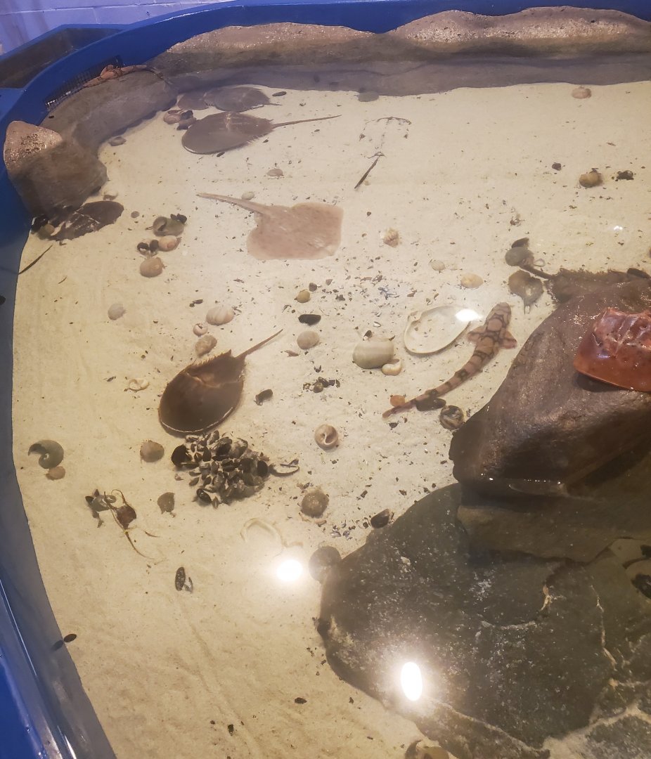 Save The Bay Aquarium (2022) - Touch Tank