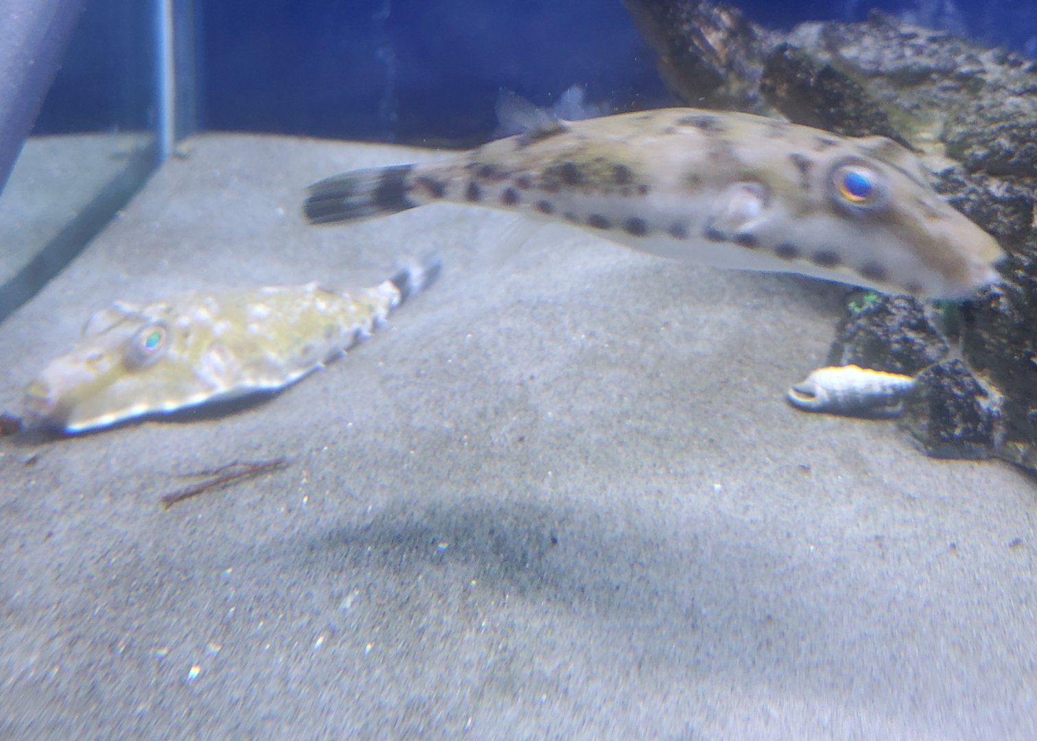 Save The Bay Aquarium (2022)