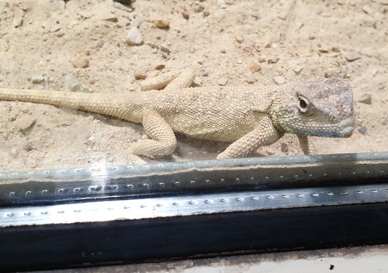 Savigny's agama - Trapelus salvignii