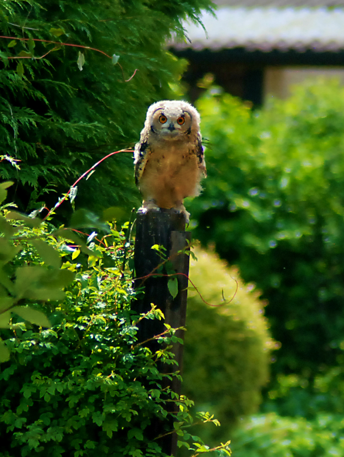 Savignys Eagle Owl young