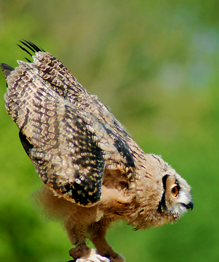 Savignys eagle owl young