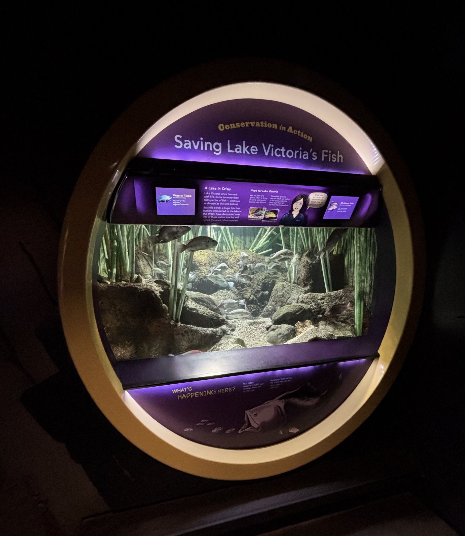 Saving Lake Victoria’s Fish Exhibit