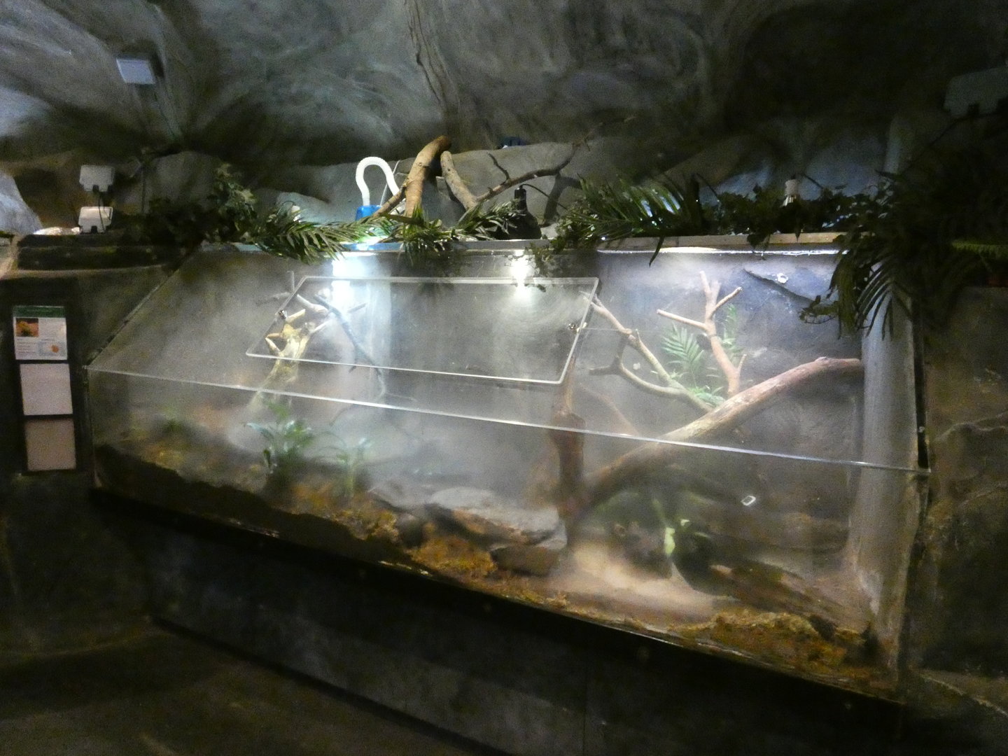 Savu Island python enclosure