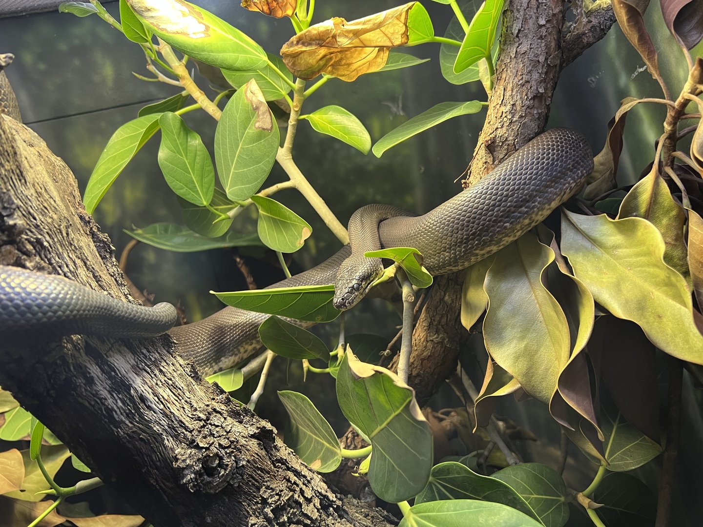 Savu Island Python (Liasis mackloti savuensis)