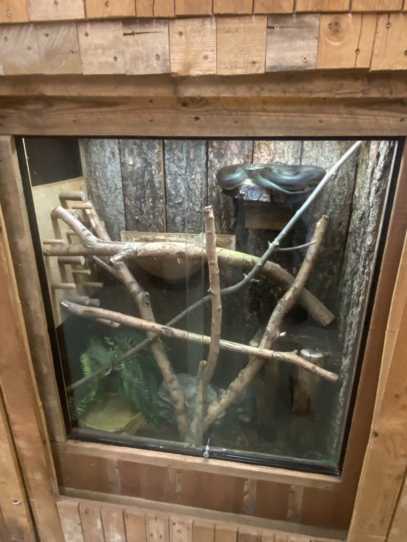 Savu python exhibit 250623