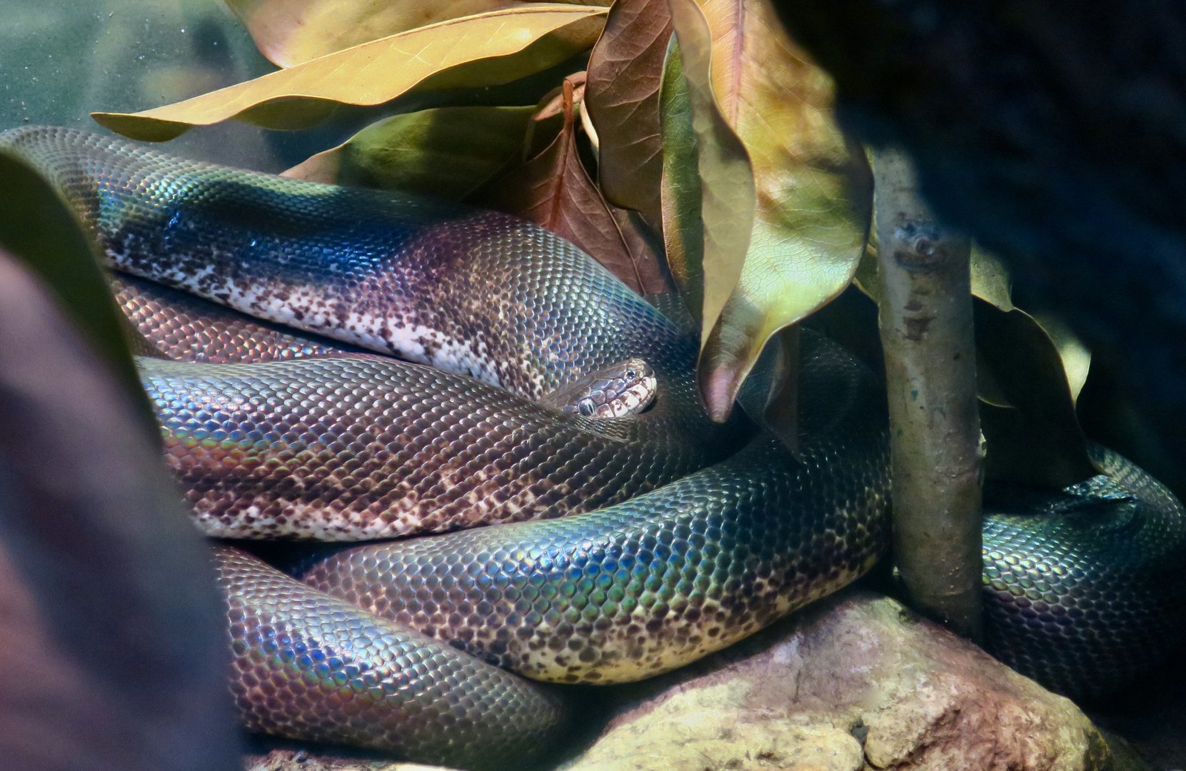 Savu Python (Liasis mackloti savuensis)