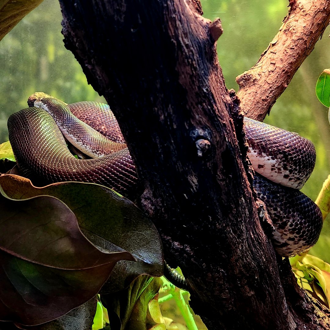 Savu Python (Liasis mackloti savuensis)