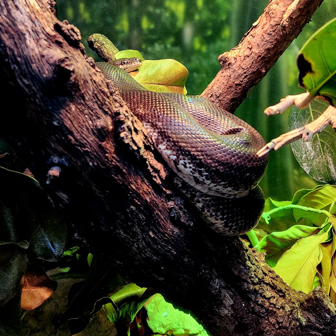 Savu Python (Liasis mackloti savuensis)