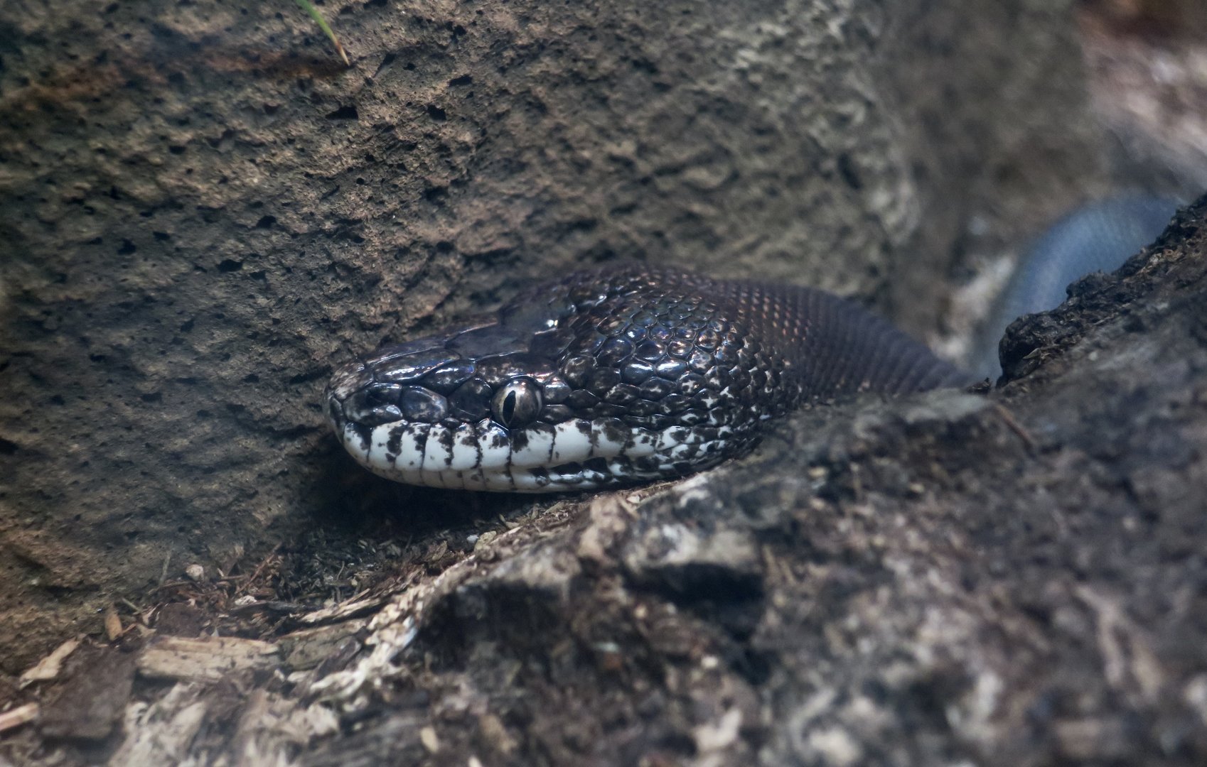 Savu Python (Liasis miliaris savuensis)