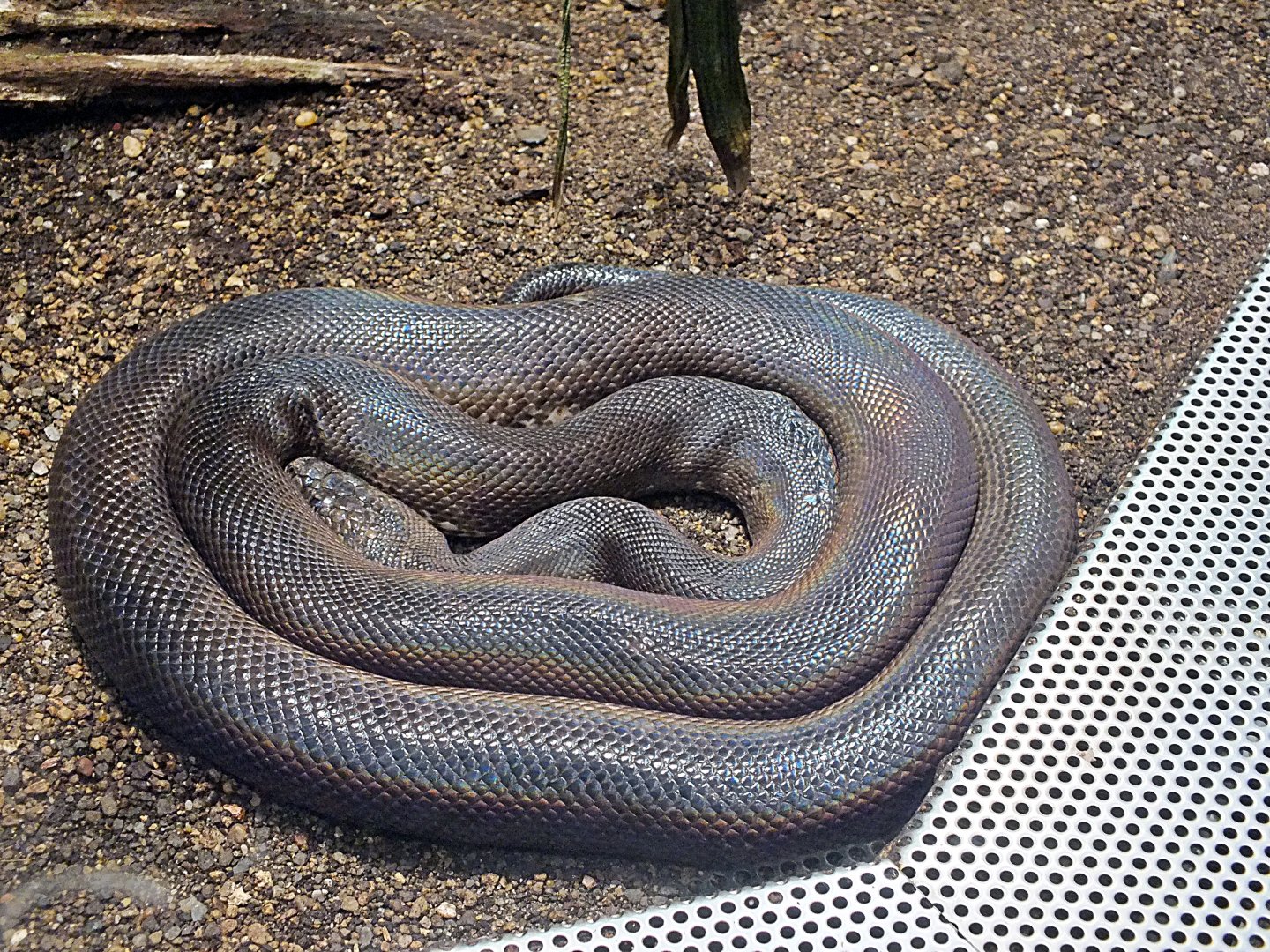 Savu python