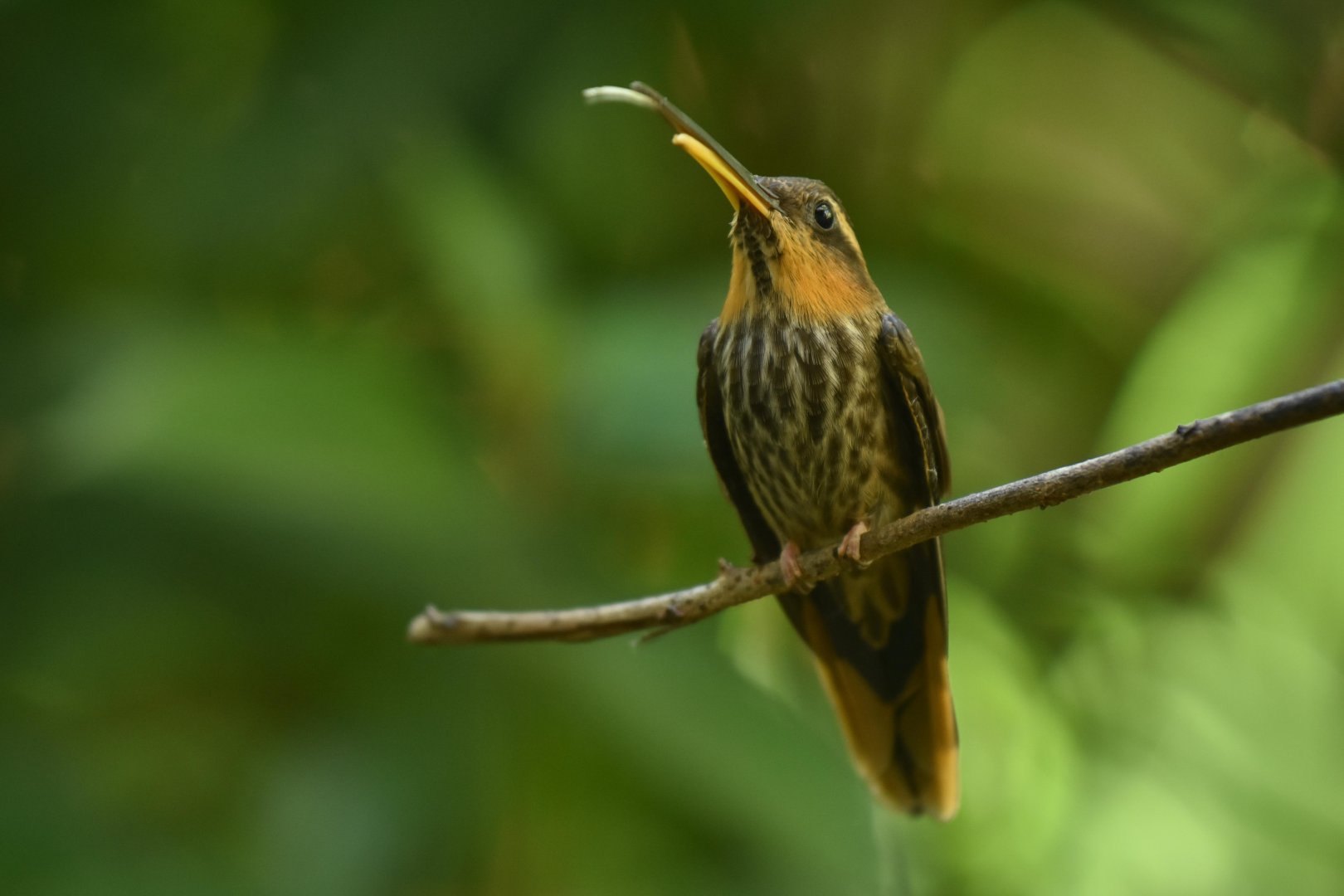 Saw-billed Hermit (Ramphodon naevius)