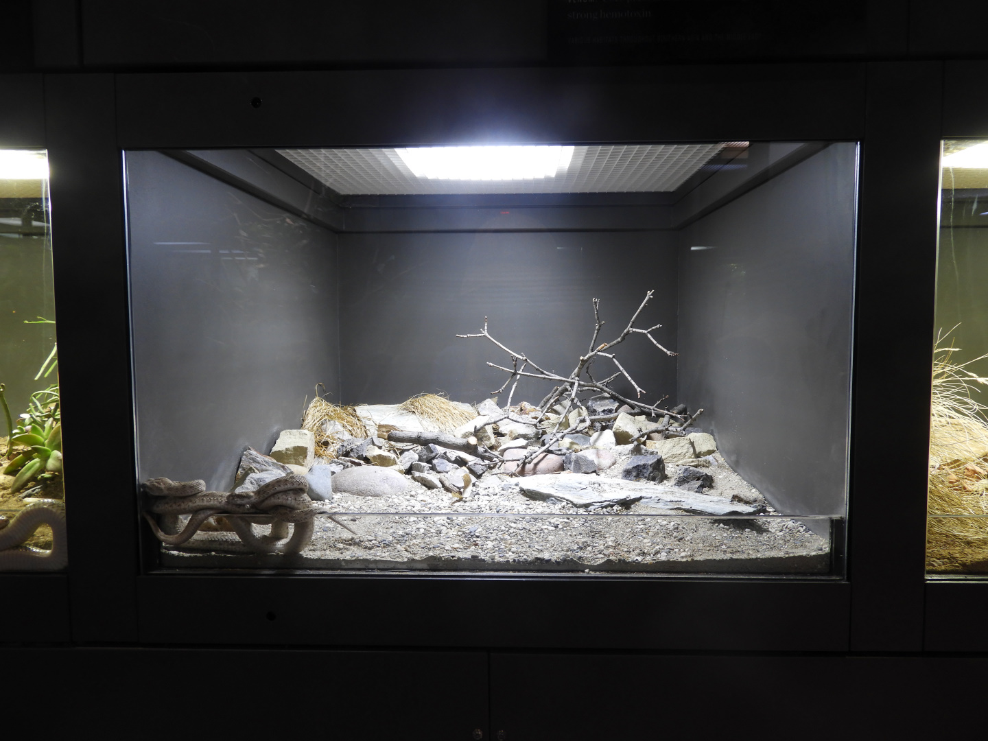 Saw-scaled Viper exhibit - Venomous Animals - Premedica Museum of Natural History - Toledo Zoo