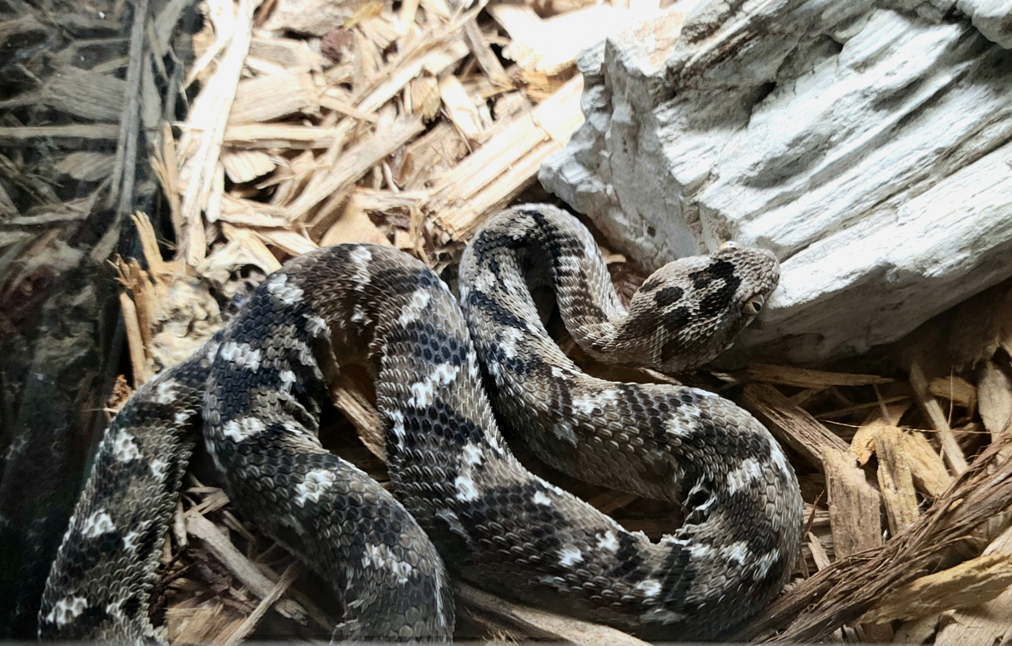 Saw-Scaled Viper