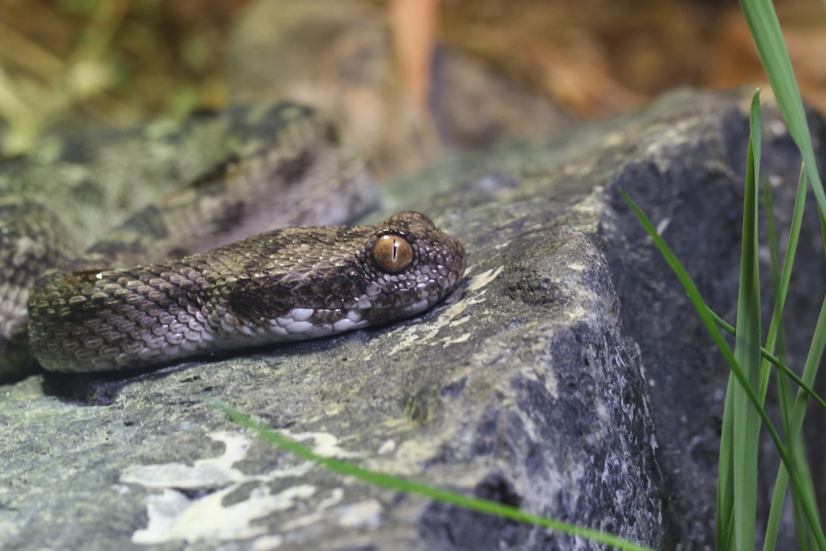Saw-scaled viper