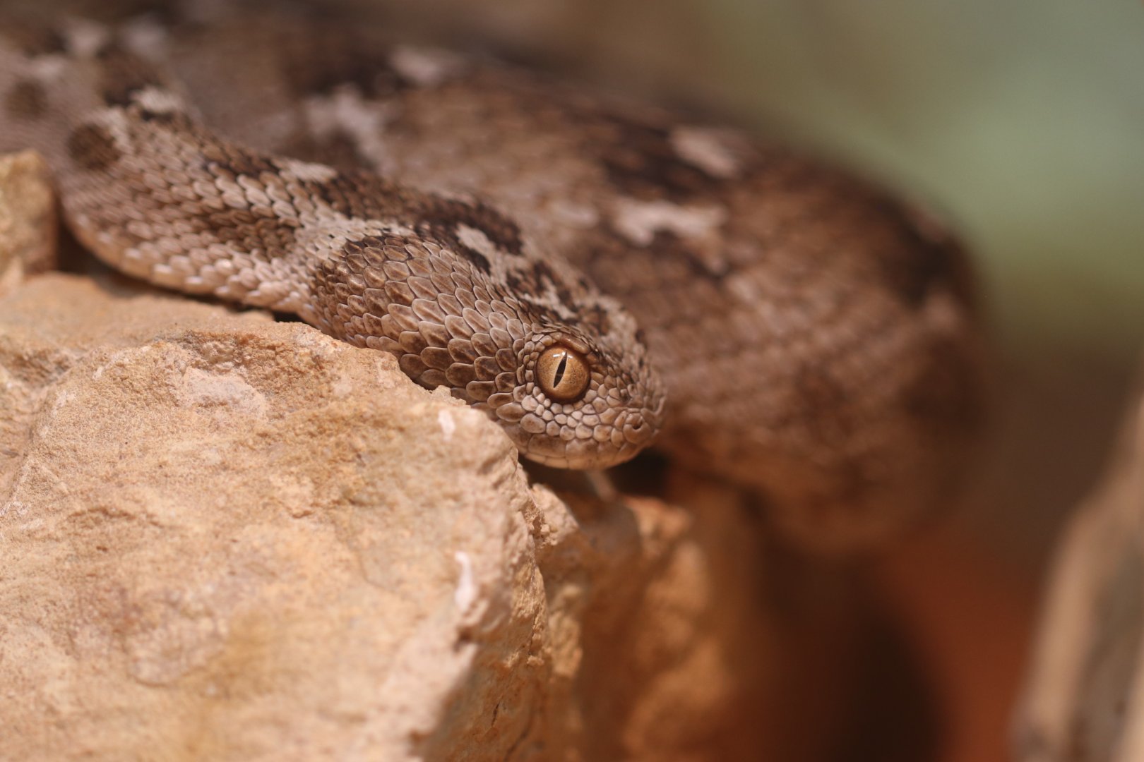 Saw-scaled viper