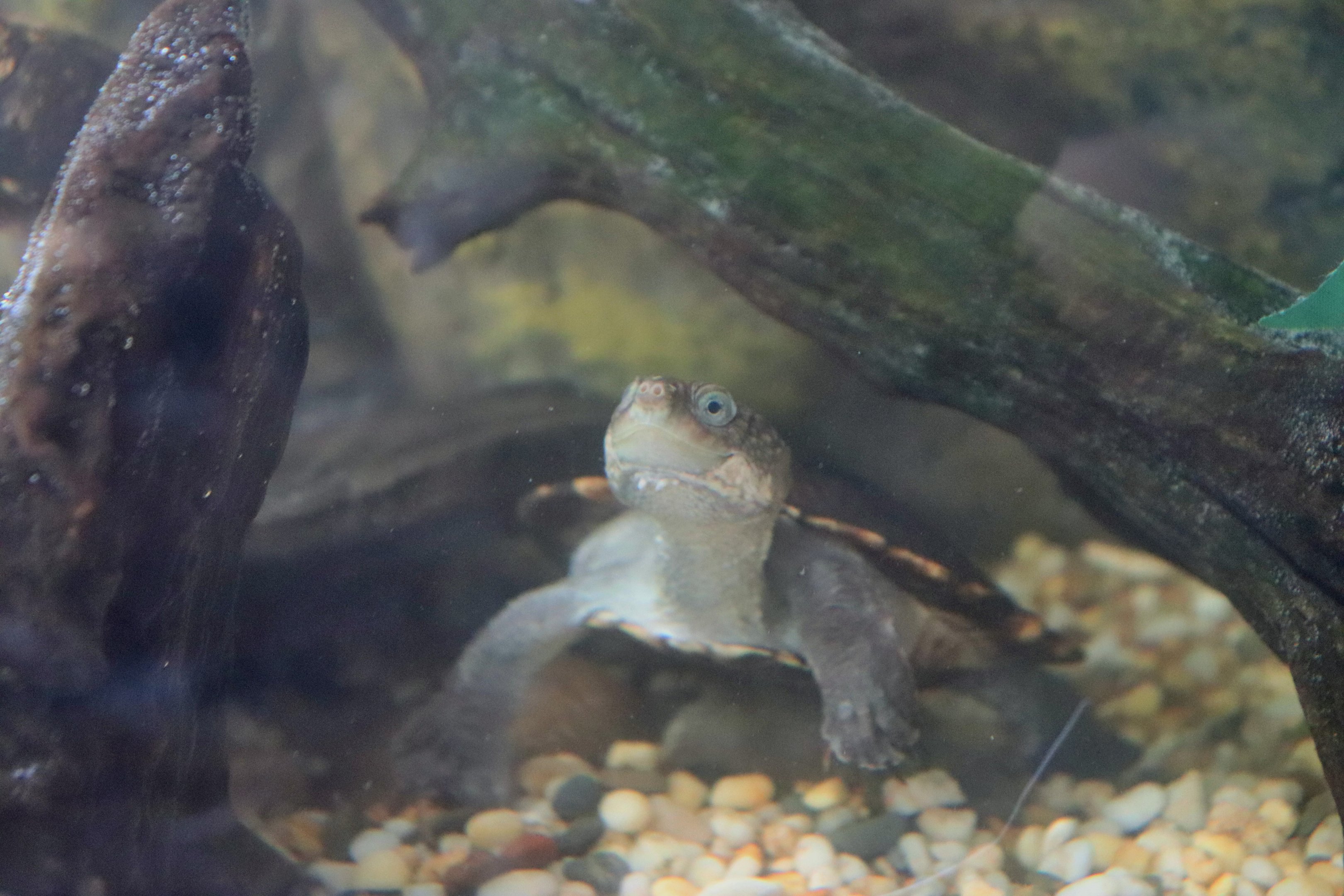 Saw-shelled Turtle (Myuchelys latisternum)
