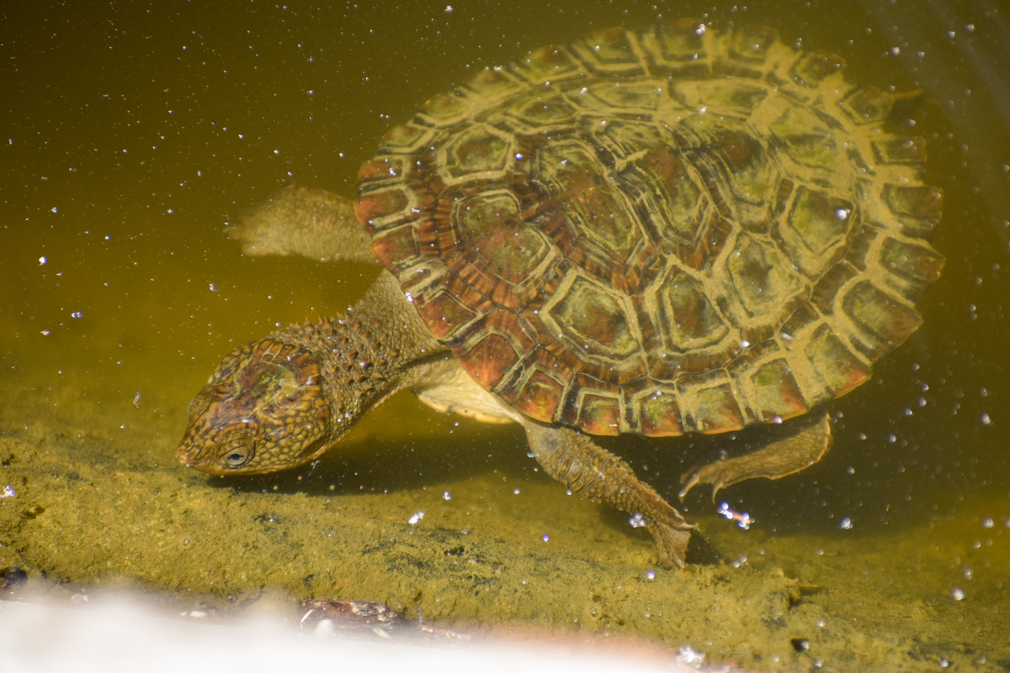 Saw-shelled Turtle (Myuchelys latisternum)