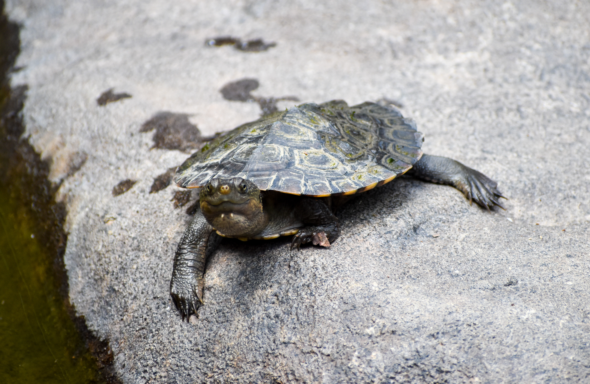 Saw-shelled Turtle (Myuchelys latisternum)