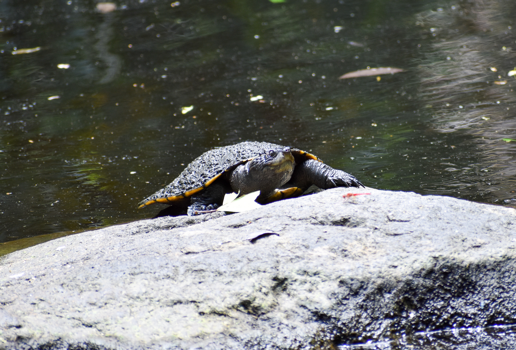 Saw-shelled Turtle (Myuchelys latisternum)