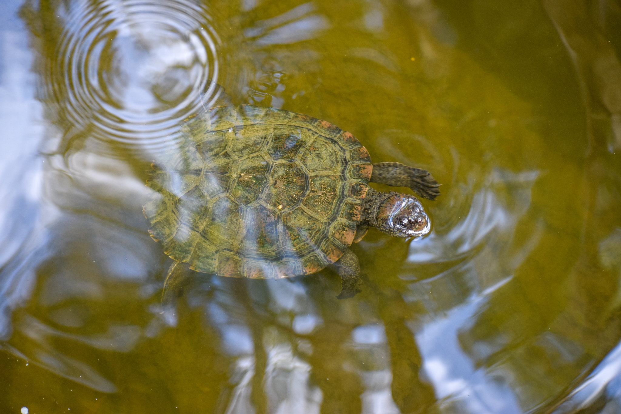 Saw-shelled Turtle (Myuchelys latisternum)