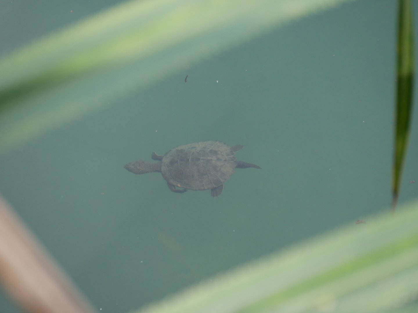 Saw Shelled Turtle (Myuchelys latisternum)