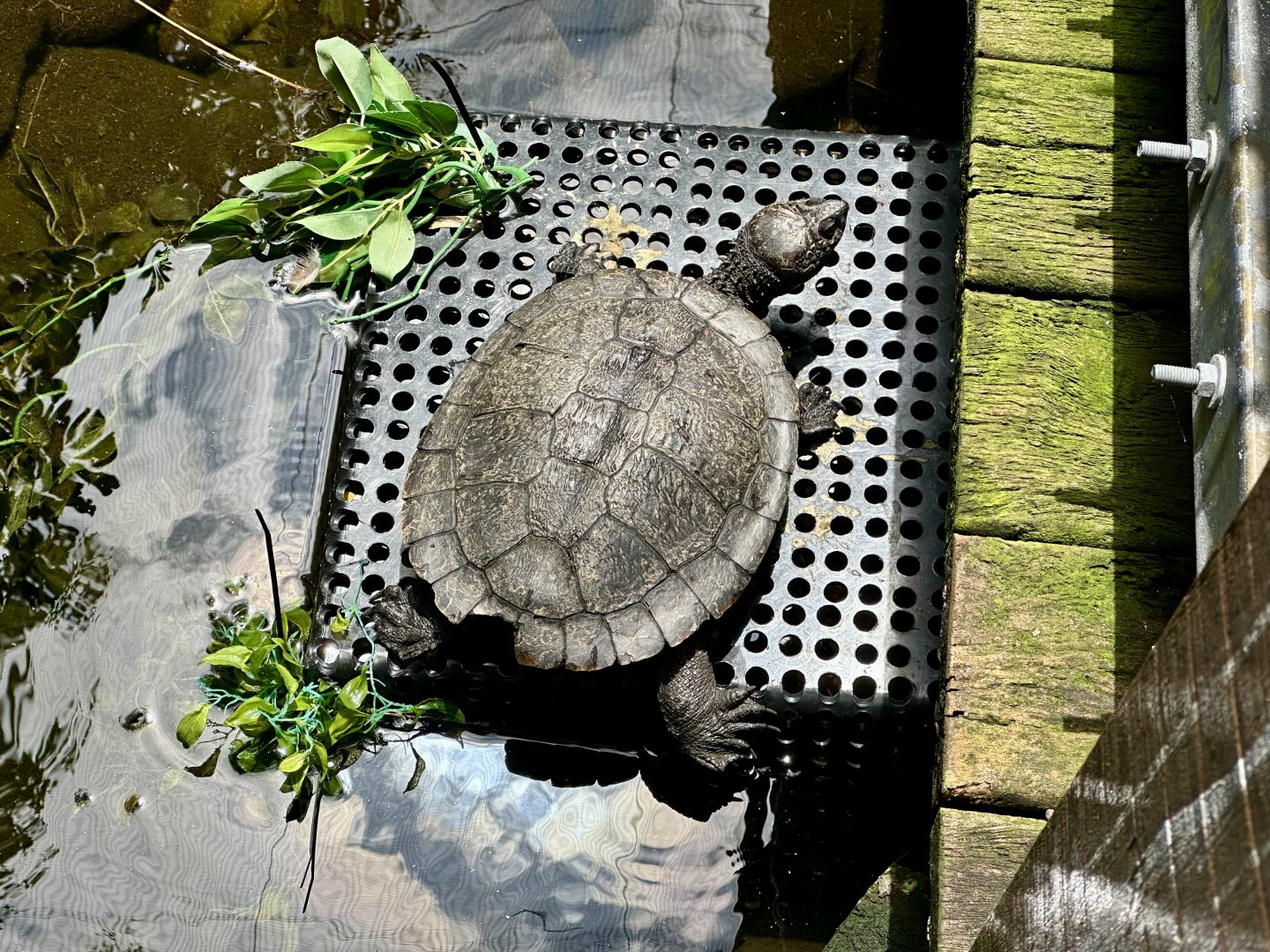 Saw-shelled turtle (Myuchelys latisternum)