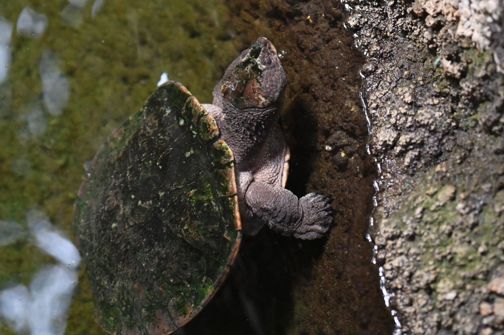 Saw-shelled turtle Myuchelys latisternum