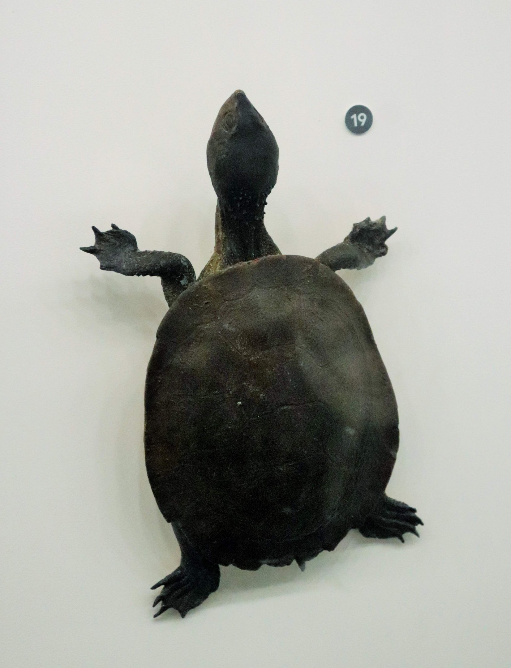 Saw-shelled turtle. (Wollumbinia latisternum)