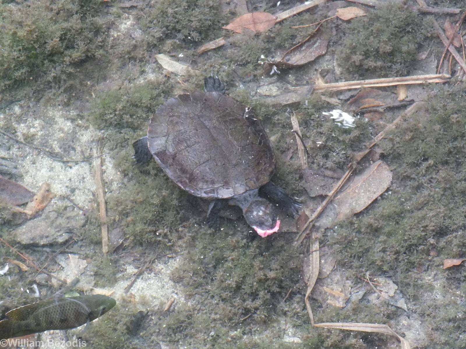 Saw-shelled Turtle