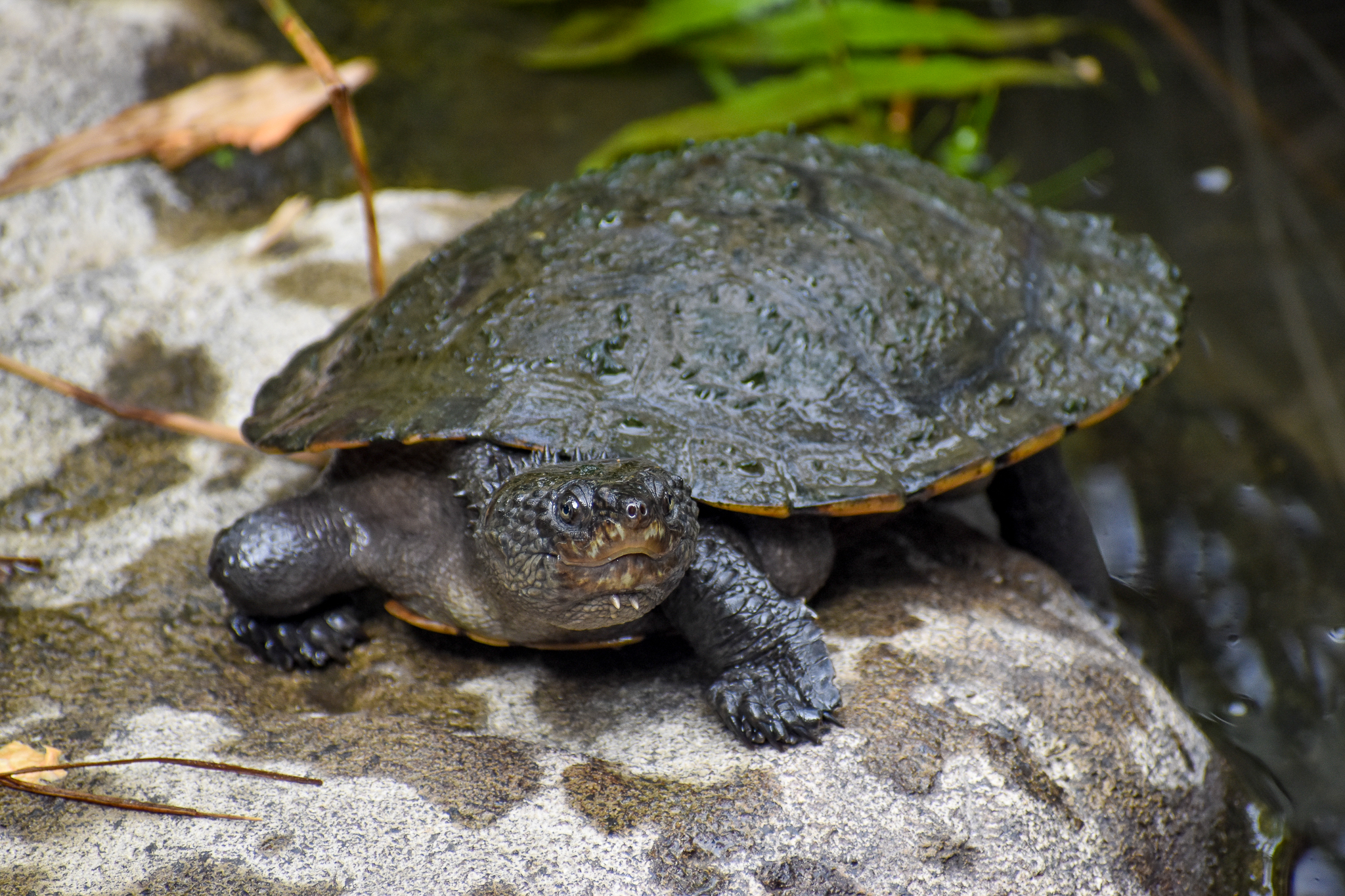 Saw-shelled Turtle