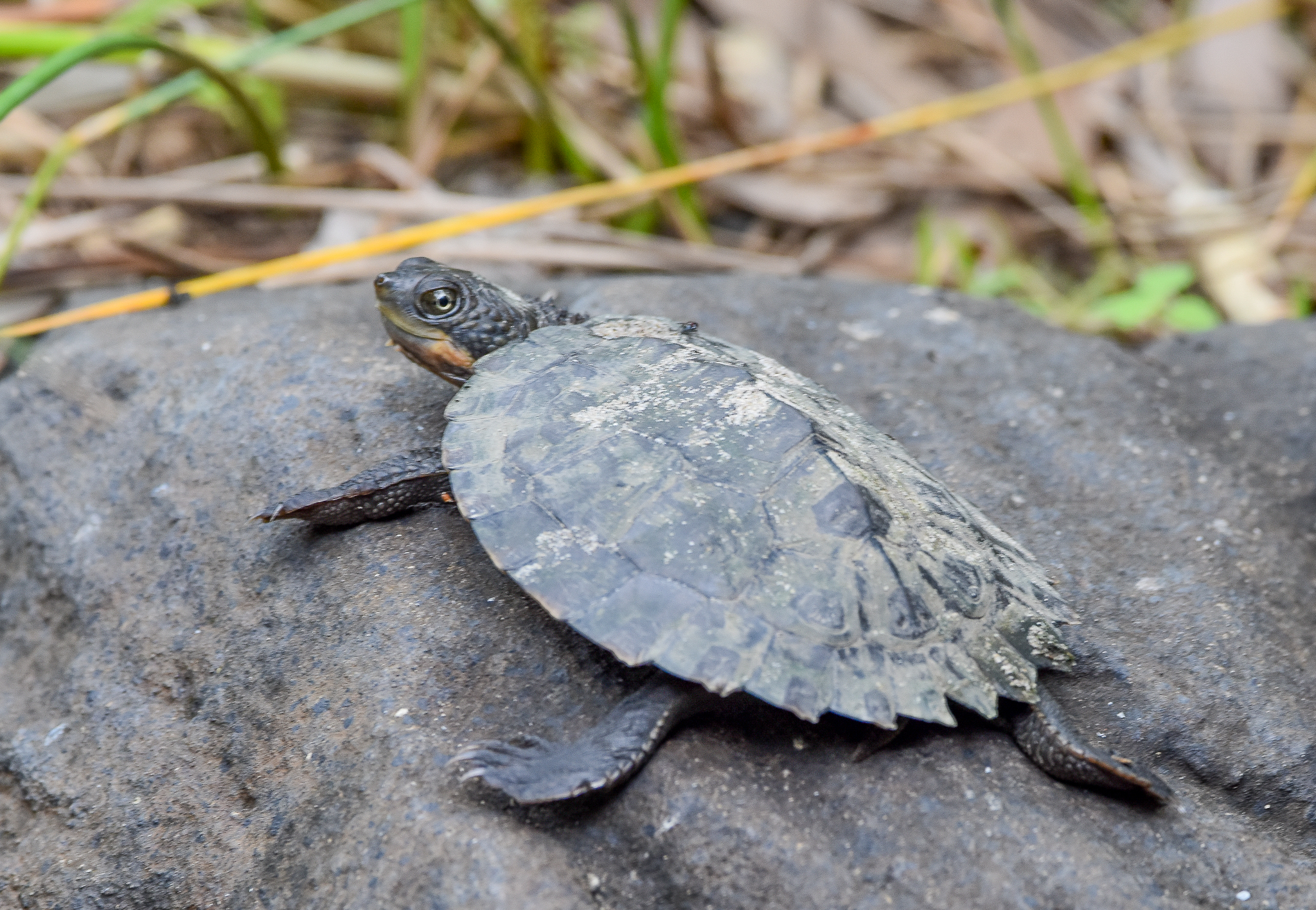 Saw-shelled Turtle