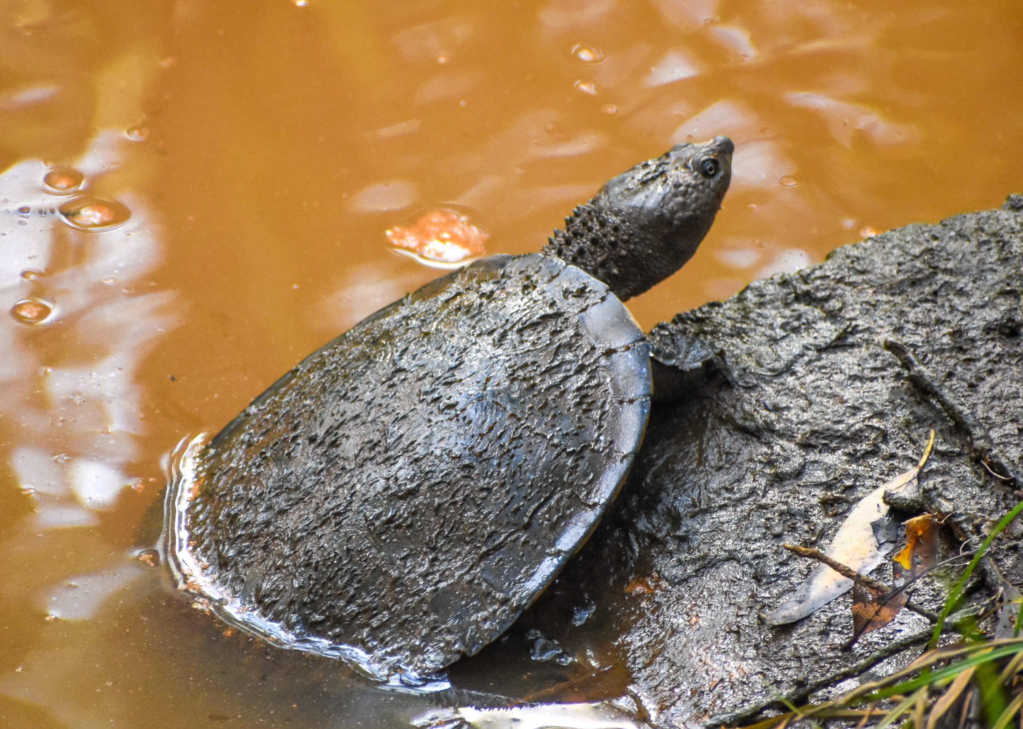 Saw-shelled Turtle