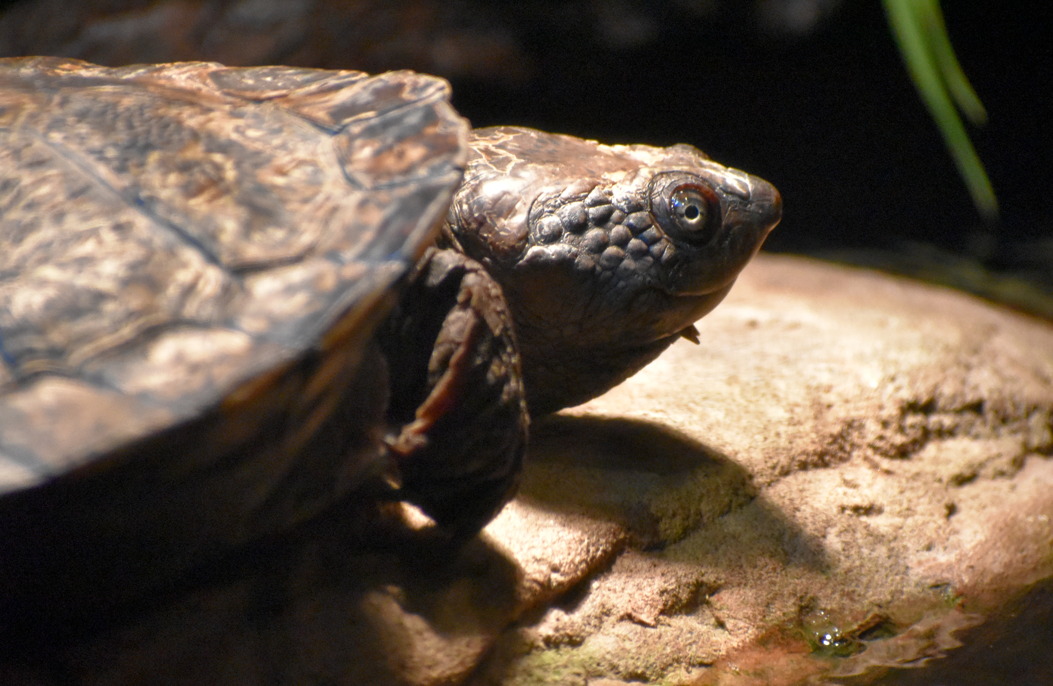 Saw-shelled Turtle