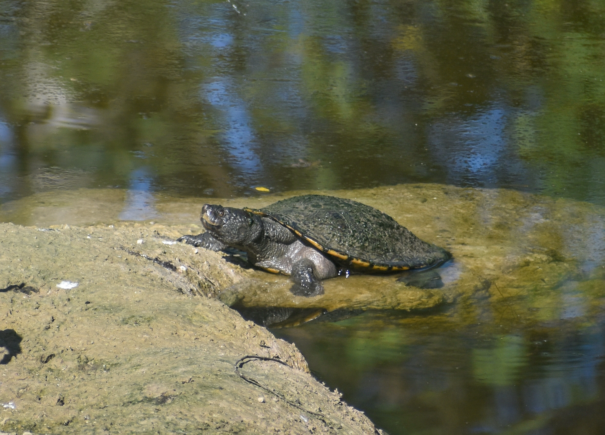 Saw-shelled Turtle