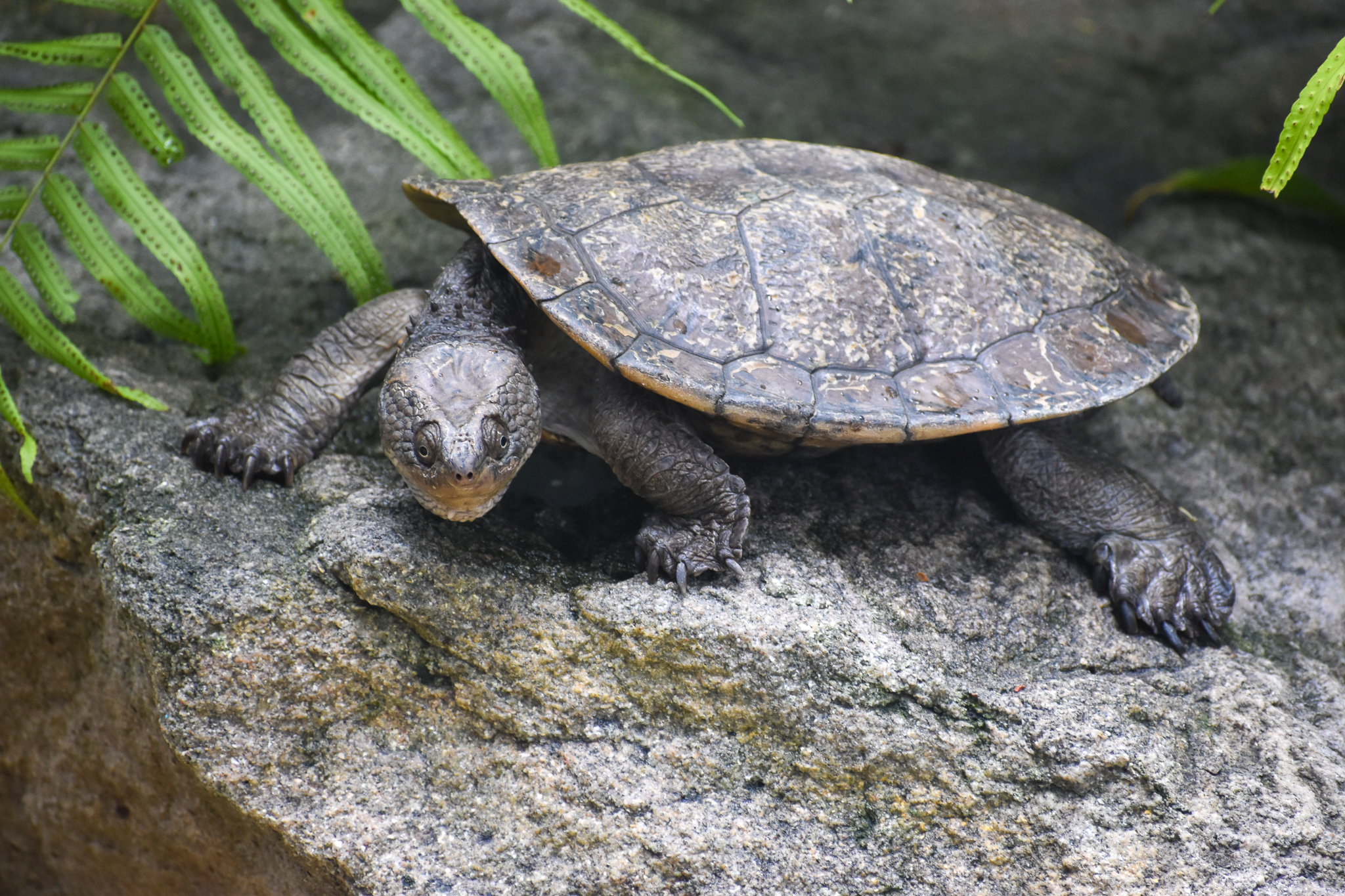Saw-shelled Turtle
