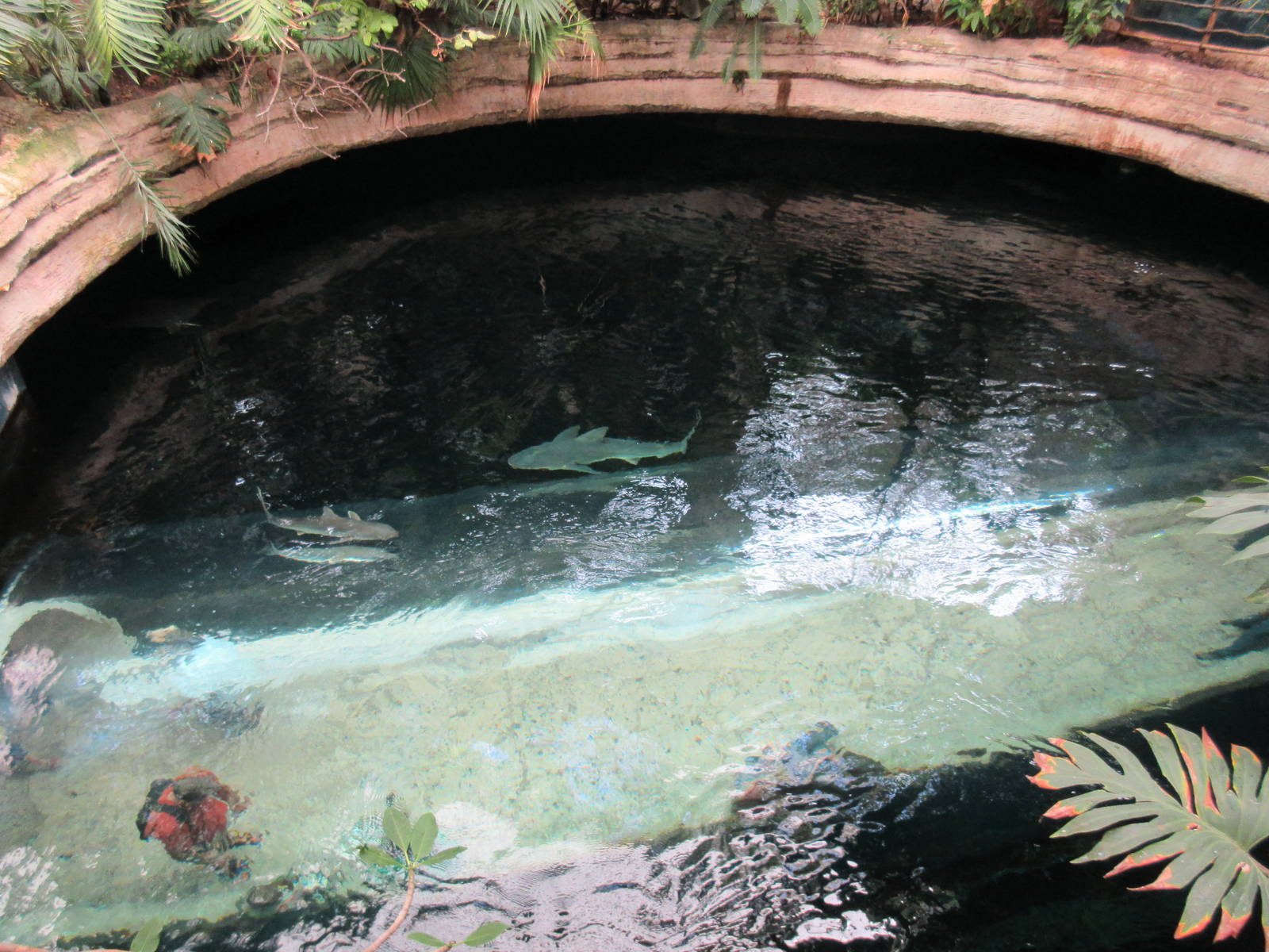 Sawfish/Brown Shark Exhibit