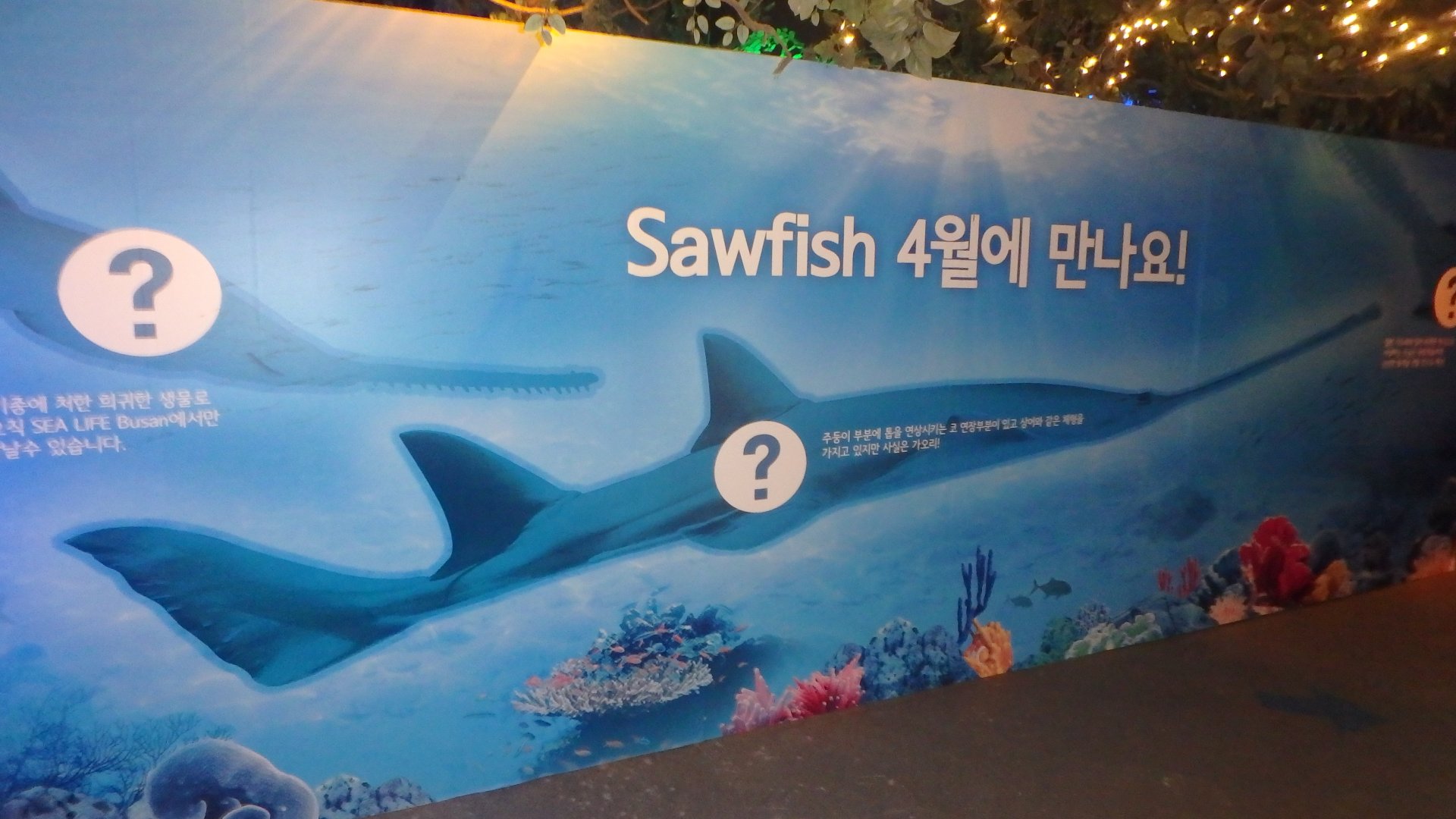 sawfish exhibit close