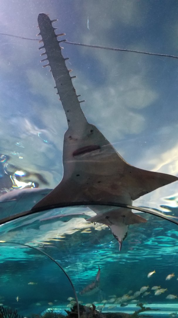 Sawfish ID? Aq of the Smokies - Shark Tunnel