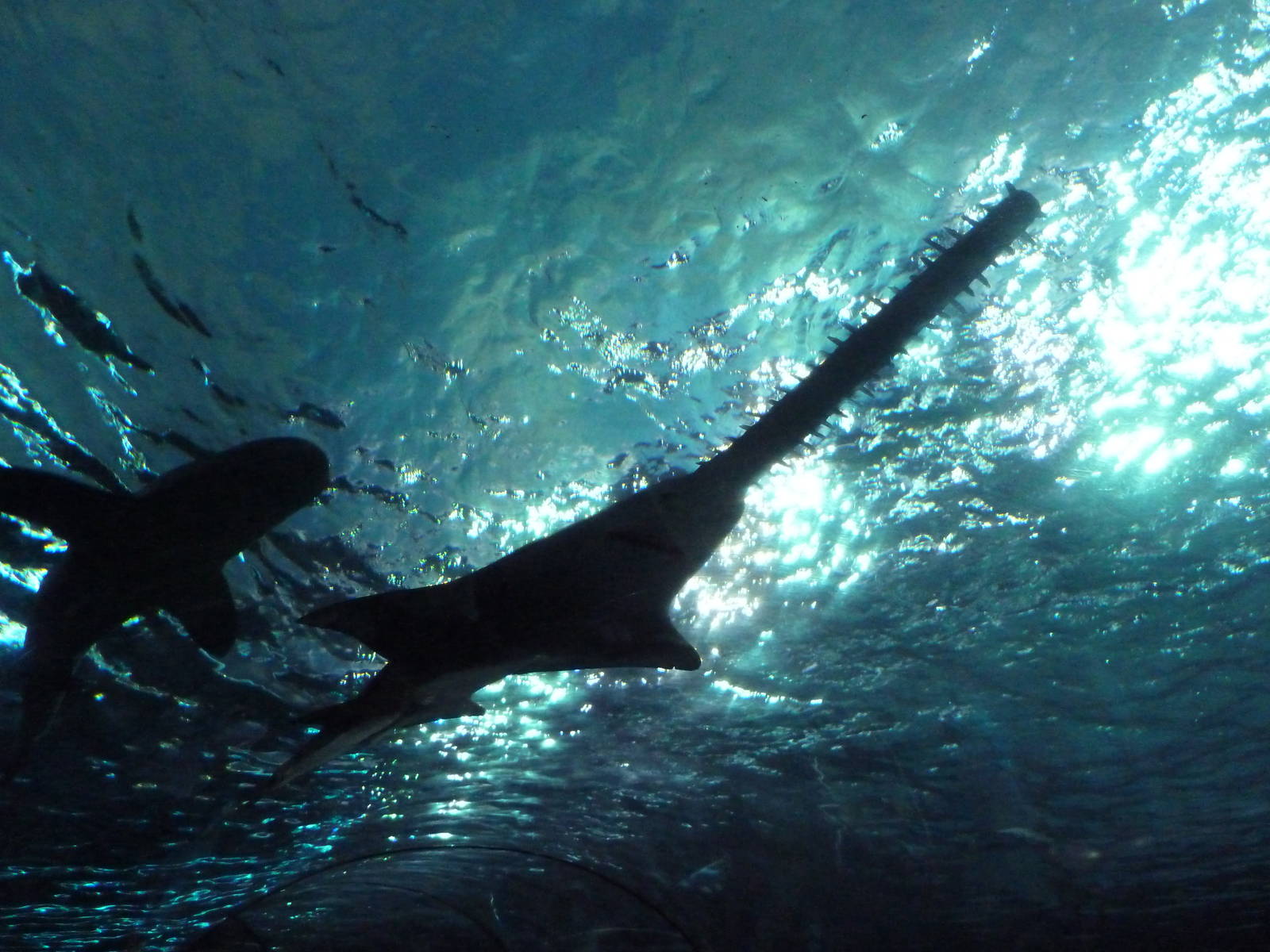 Sawfish (Rarely Exhibited in American Aquariums)
