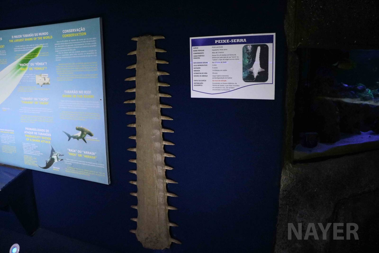 Sawfish saw, April 2016